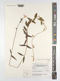 Image result for Otomeria