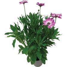 Image result for Osteospermum muricatum