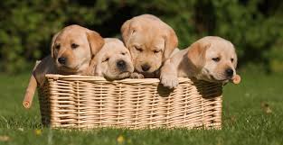 How much does lab puppy cost. Labrador Growth Chart Lab Puppy Weight Chart Height Chart