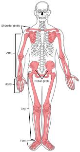 • the axial skeleton consists of the skull, vertebral column, ribs and sternum. Types Of Skeletal Systems Biology I