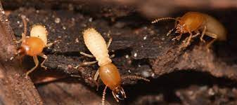 Moreover, termites are not the seasonal insects. Signs Of Termites In Yard What Should You Do Chem Free Blog