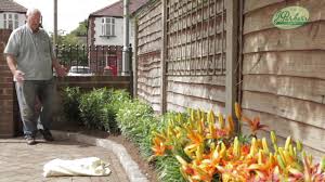 Plant database entry for lily (lilium 'red border lilies') with 2 images, 2 comments, and 24 data details. How To Plant Dwarf Lilies Summer Garden Guide Youtube
