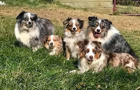 Rovers cove toy and mini aussies, and sign up for email updates on litters and availability. Cr Toy And Mini Aussies Home Facebook