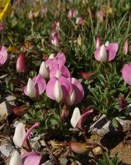 Image result for Microcharis remotiflora