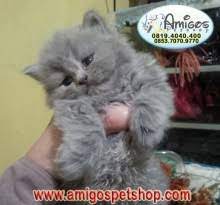 Selain itu, perpaduan antara keduanya juga cukup unik yaitu terlihat perbedaan kucing anggora dan persia selanjutnya dapat diketahui dari bentuk tubuhnya. Kucing Persia Flat Amigos Petshop Makassar