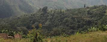 Image result for Peddiea rapaneoides