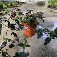 Image result for Ruellia makoyana