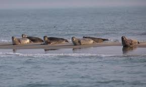 Seehunde Und Schweinswale In Zeeland Zeeland Com