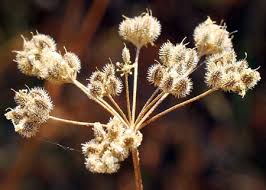 Maybe you would like to learn more about one of these? The Weedy Seedy Plants Of Fall Msu Extension