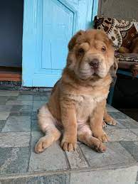 He hardly sheds most of the year, but when he does he goes all out. Shar Pei Bear Coat Shar Pei Home Facebook