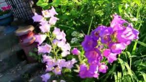 The start of the flowering period in your plants is marked by daylight hours decreasing, which happens right after the summer solstice. 59 Flowers That Start With C That You Can Choose When You Need It Suggesname Com