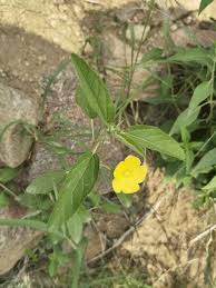 Image result for Melhania acuminata