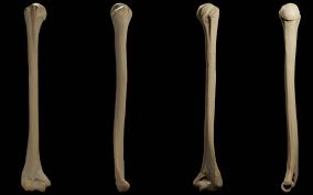 Publicly available source of human anatomy visual material. Humerus 3d Anatomy Doc Jana