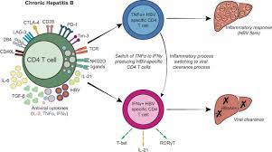 Inflammation is swelling that occurs when tissues of the body become injured or infected. Cd4 T Cells In Hepatitis B Virus You Don T Have To Be Cytotoxic To Work Here And Help Journal Of Hepatology
