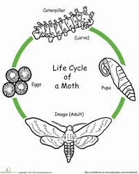 Color The Life Cycle Moth Worksheet Education Com Life Cycles Animal Life Cycles Life Cycles Activities