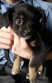 Mini australian shepherd puppy for sale in. Australian Shepherd Puppies For Sale Newaygo Mi 312933