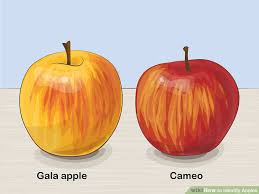 how to identify apples 11 steps with pictures wikihow