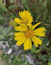 Image result for Verbesina encelioides