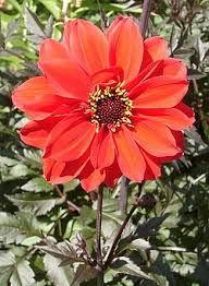 Image result for Dahlia sp. (cultivar)