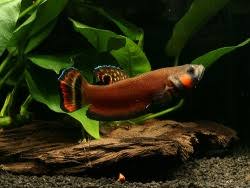 Ia juga ikan air tawar dan terkadang hidup di selokan yang menggenang. Beberapa Jenis Cupang Hias Rickychandra S Blog