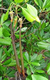 Image result for Rhizophora racemosa