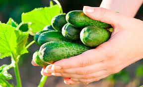 El pepino es fruta o verdura. El Pepino Es Una Fruta O Una Verdura Te Lo Contamos Frutas Olivar