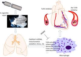 The best rated carbon monoxide detectors 2018. Electronic Cigarettes Induce Mitochondrial Dna Damage And Trigger Tlr9 Toll Like Receptor 9 Mediated Atherosclerosis Arteriosclerosis Thrombosis And Vascular Biology