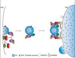 Check spelling or type a new query. Plantae Gpa5 Encodes A Rab5a Effector Required For Post Golgi Trafficking Of Rice Storage Proteins Plant Cell Plantae