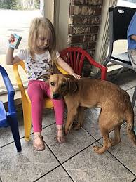 ▪ petsmart at 300 n. Adopt A Pet Petsmart Charities