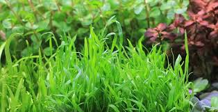 Image result for Trisetopsis milanjianum