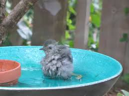 I would think the mom bird teachs the baby bird to fly so the baby bird knows how to fly and take care of the baby the bird will have when it grows up so mom bird takes the food they eat and regurgitates into baby birds beak. Nestwatch Baby Bird Bathing Nestwatch