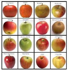 Memorypommes Jpg 676 685 La Pomme En Maternelle Theme Pomme Pomme