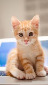 Maybe you would like to learn more about one of these? Wallpaper Kitten Cat Cute 8k Animals 14575