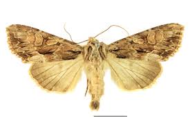 Image result for Apamea monoglypha