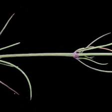 Image result for Sericorema sericea