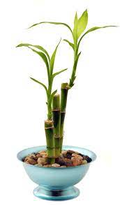 Lucky Bamboo Advice On Caring For This Special Dracaena
