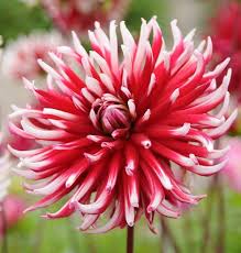 Deep pink blooms fade to white tips. Dahlia Frigoulet Semi Cactus Dahlia Flowers Plants