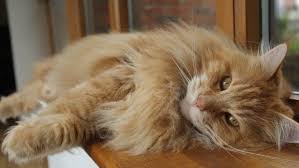 As the average lifespan is around 12 to 14 years you can imagine that maine coons are a pretty sturdy like the name implies, the cat is a mixture of the maine coon and the ragdoll with each parent being one of the respective breeds. What Is The Average Lifespan Of A Maine Coon Cat Pets Kb