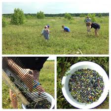 Wild Blueberry Picking In The Kennebunk Plains Jennifer Hazard Blueberry Picking Wild Blueberries Blueberry