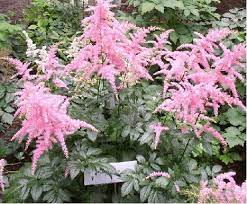 Astilbe Bressingham Beauy Shade Perennials Astilbe Arendsii Plants