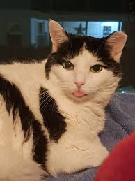 Hello, I'm Chris and something to know about me is, My favorite breed is  rescued.