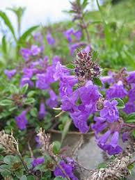 Image result for Clinopodium simense