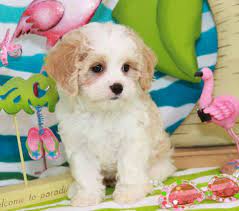Cavachon Cavalier King Charles Spaniel Bichon Frise Looks Like A Puppy Forever So Cute Cavachon Puppies Cute Little Puppies Forever Puppy
