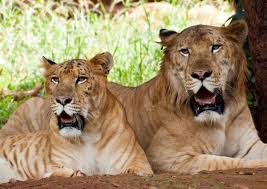 Image result for ligers