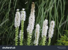 Image result for Callilepis laureola