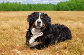 The bernese mountain dog originated as a farm dog, but these days he's most often a beloved companion. Learn About Rescuing Bernese Mountain Dogs Rescue Pledge