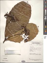 Image result for Tabernaemontana brachyantha