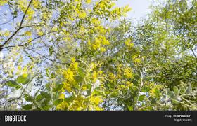 Once it sheds its flowers, large numbers of cylindrical seed pods develop. Australian Wattle Tree Image Photo Free Trial Bigstock