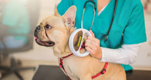 What is a Microchip?** It's every pet owner's nightmare, but we seem to  have had a few "missing and/or lost" posts lately: Your dog or cat wanders  away from home, or gets