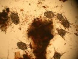Image result for what do otodectes cynotis look like in dog fur